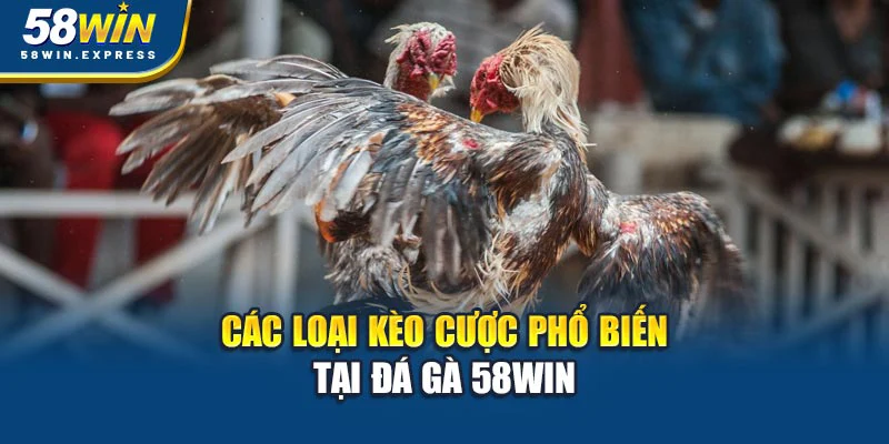 cac-loai-keo-cuoc-pho-bien-tai-da-ga-58win