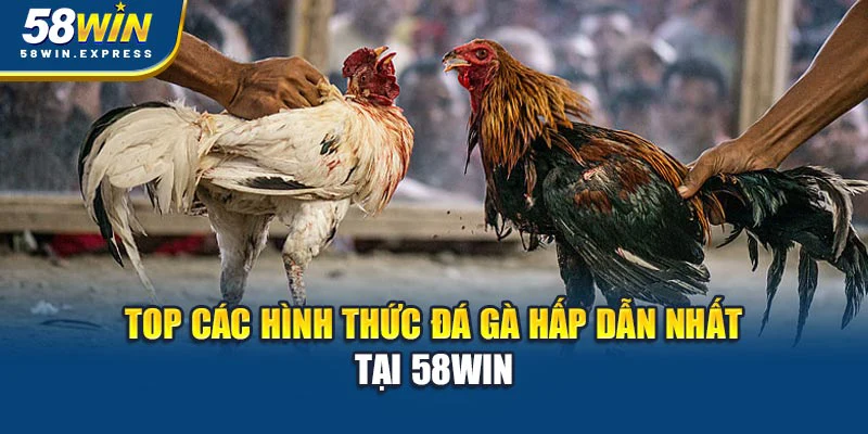 top-cac-hinh-thuc-da-ga-hap-dan-nhat-tai-58win